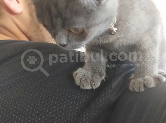 Scottish Fold 2 Aylık Dişi Kedimiz Dün Alınmıştır Çocuktan Dolayı Vermek Durumundayım