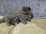 2 Aylık Scottish Straight Longhair