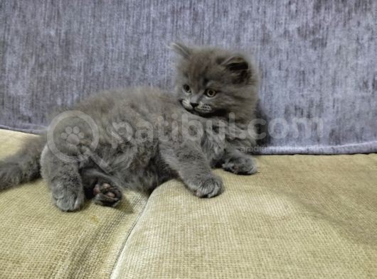 2 Aylık Scottish Straight Longhair görsel