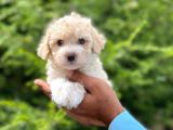 Minik Maltese Terrier