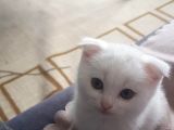 Dünya Tatlısı