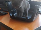 Scottish Fold 2 Aylık Dişi Kedimiz Dün Alınmıştır Çocuktan Dolayı Vermek Durumundayım