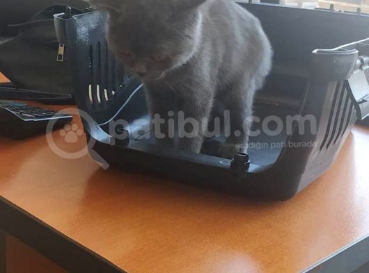 Scottish Fold 2 Aylık Dişi Kedimiz Dün Alınmıştır Çocuktan Dolayı Vermek Durumundayım görsel
