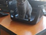 Scottish Fold 2 Aylık Dişi Kedimiz Dün Alınmıştır Çocuktan Dolayı Vermek Durumundayım