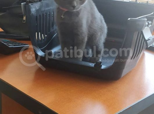 Scottish Fold 2 Aylık Dişi Kedimiz Dün Alınmıştır Çocuktan Dolayı Vermek Durumundayım görsel
