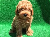 Orji̇nal Toy Poodle Şecereli̇ Erkek