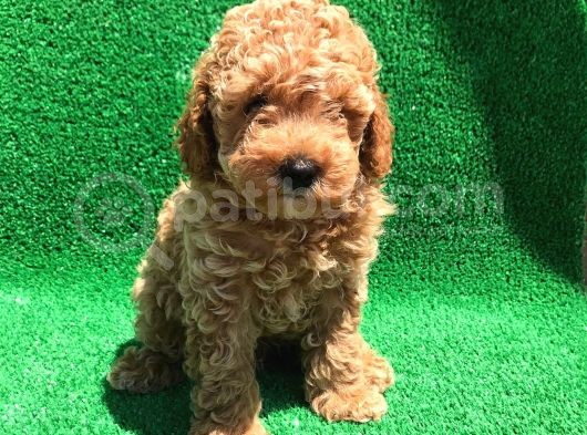 Orji̇nal Toy Poodle Şecereli̇ Erkek görsel