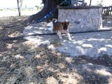 2 AYLIK JAPON AKİTA İNU