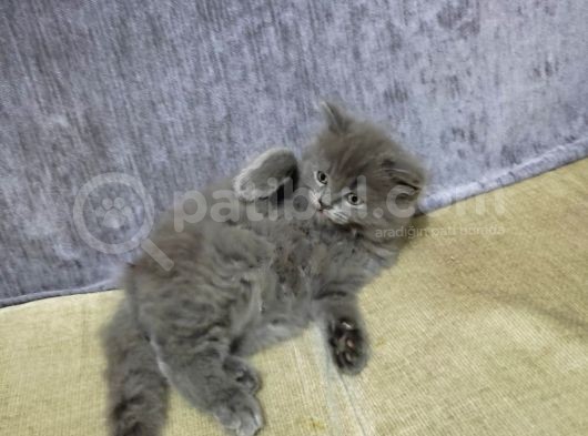 2 Aylık Scottish Straight Longhair görsel