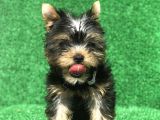 Di̇şi̇ Ve Erkek Yorkshi̇re Yavrularimiz