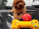 Apricot Ve Red Mini Toy Anne Baba Secereli