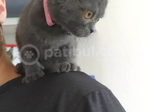 Scottish Fold 2 Aylık Dişi Kedimiz Dün Alınmıştır Çocuktan Dolayı Vermek Durumundayım görsel
