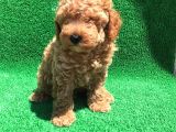 Orji̇nal Toy Poodle Şecereli̇ Erkek