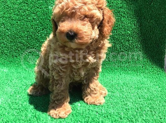 Orji̇nal Toy Poodle Şecereli̇ Erkek görsel