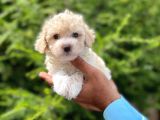 Minik Maltese Terrier