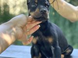 A Kalite King Dobermann Yavrularımız