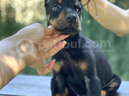 A Kalite King Dobermann Yavrularımız görsel