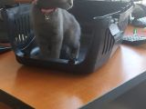 Scottish Fold 2 Aylık Dişi Kedimiz Dün Alınmıştır Çocuktan Dolayı Vermek Durumundayım