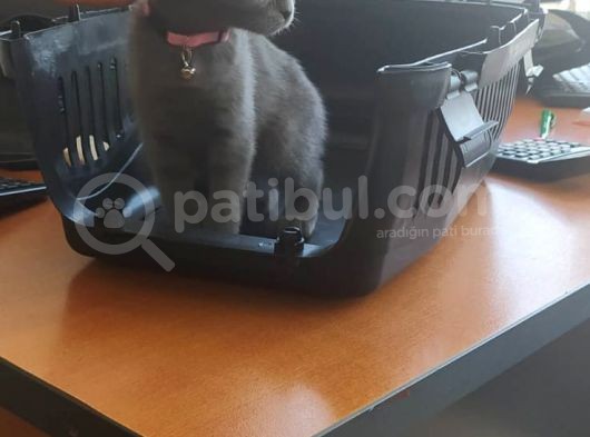 Scottish Fold 2 Aylık Dişi Kedimiz Dün Alınmıştır Çocuktan Dolayı Vermek Durumundayım görsel