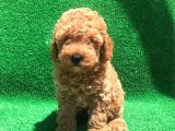 Orji̇nal Toy Poodle Şecereli̇ Erkek