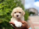 Minik Maltese Terrier