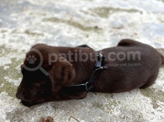 Çikolata 1. Kalite Labrador Acil Sahiplendirme görsel