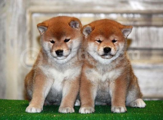Shiba Inu Secereli Orjinal Nadir Irk Yavrularımız