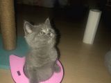 Dünya Tatlisi Tosun