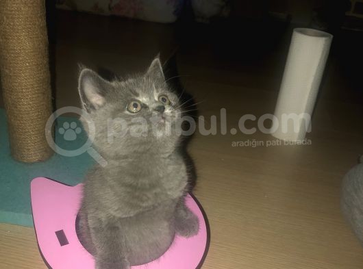 Dünya Tatlisi Tosun