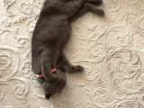 Scottish Fold 2 Aylık Dişi Kedimiz Dün Alınmıştır Çocuktan Dolayı Vermek Durumundayım