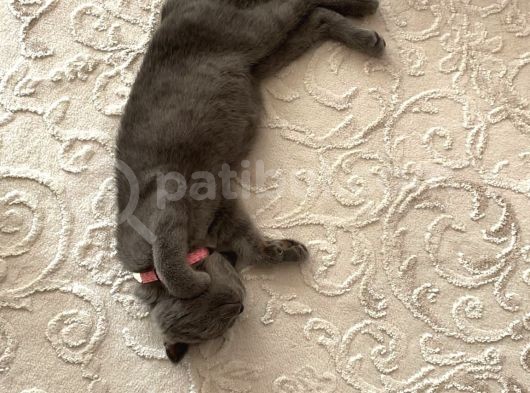 Scottish Fold 2 Aylık Dişi Kedimiz Dün Alınmıştır Çocuktan Dolayı Vermek Durumundayım görsel