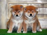 Shiba Inu Secereli Orjinal Nadir Irk Yavrularımız