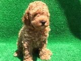 Orji̇nal Toy Poodle Şecereli̇ Erkek