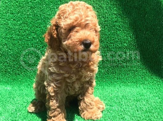 Orji̇nal Toy Poodle Şecereli̇ Erkek