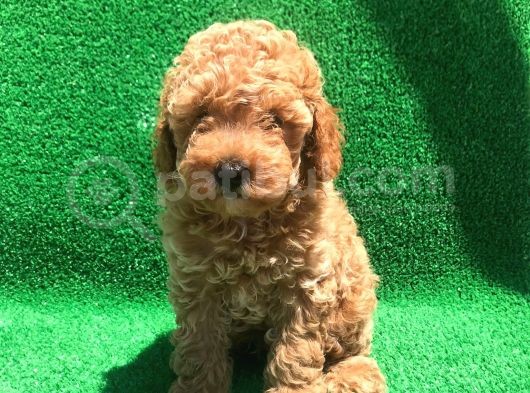 Orji̇nal Toy Poodle Şecereli̇ Erkek görsel