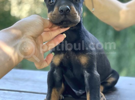 A Kalite King Dobermann Yavrularımız görsel