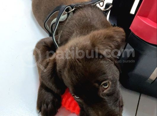 Çikolata 1. Kalite Labrador Acil Sahiplendirme görsel
