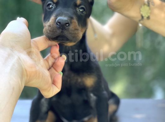 A Kalite King Dobermann Yavrularımız