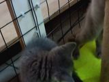 2 adet dişi British Shorthair yavrularımız yeni yuvalarını arıyor...