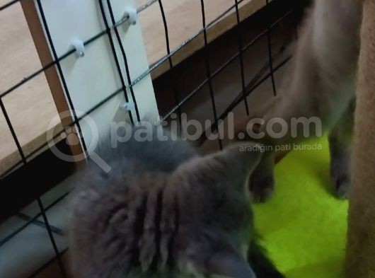 2 Adet Dişi British Shorthair Yavrularımız Yeni Yuvalarını Arıyor...