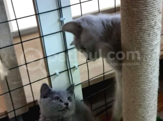 2 Adet Dişi British Shorthair Yavrularımız Yeni Yuvalarını Arıyor... görsel