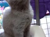 2 Adet Dişi British Shorthair Yavrularımız Yeni Yuvalarını Arıyor...