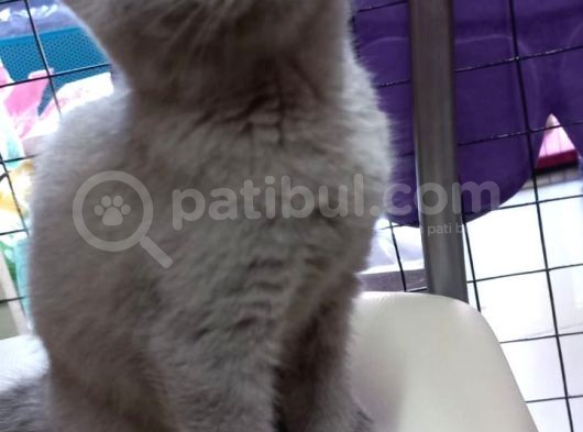 2 Adet Dişi British Shorthair Yavrularımız Yeni Yuvalarını Arıyor... görsel