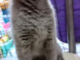 2 Adet Dişi British Shorthair Yavrularımız Yeni Yuvalarını Arıyor...