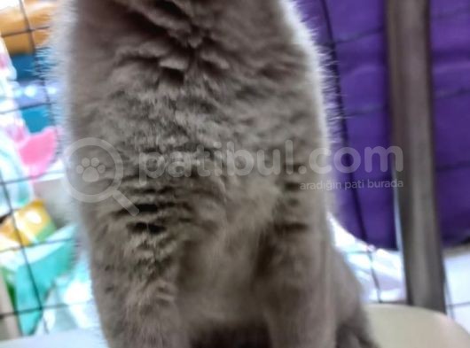 2 Adet Dişi British Shorthair Yavrularımız Yeni Yuvalarını Arıyor... görsel