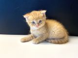 Sevimli Scottish Fold Yavrularımız
