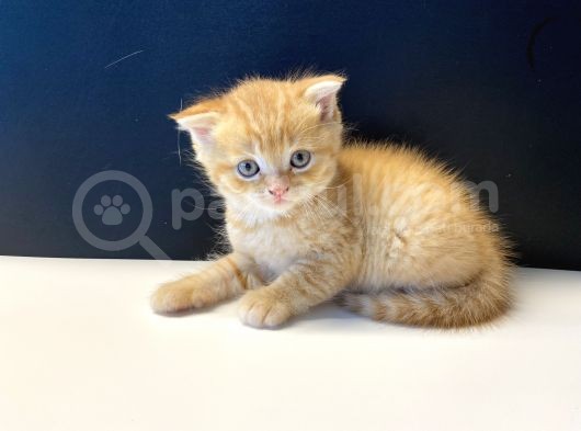 Sevimli Scottish Fold Yavrularımız görsel
