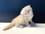 Sevimli Scottish Fold Yavrularımız