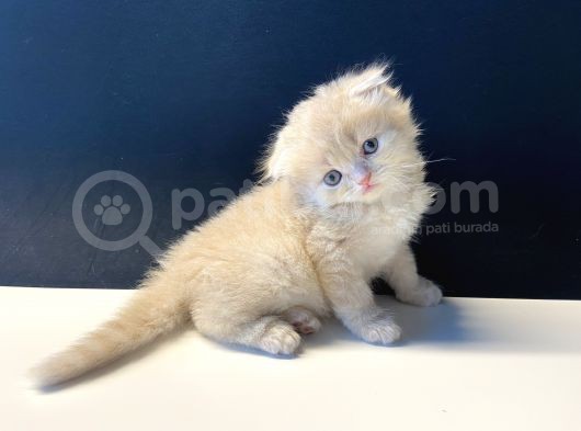 Sevimli Scottish Fold Yavrularımız görsel