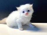 Sevimli Scottish Fold Yavrularımız